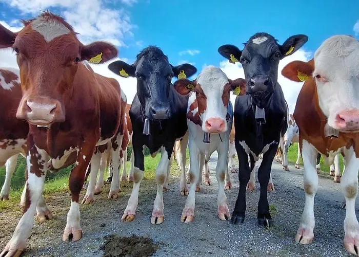 Lägenhet Angererhof